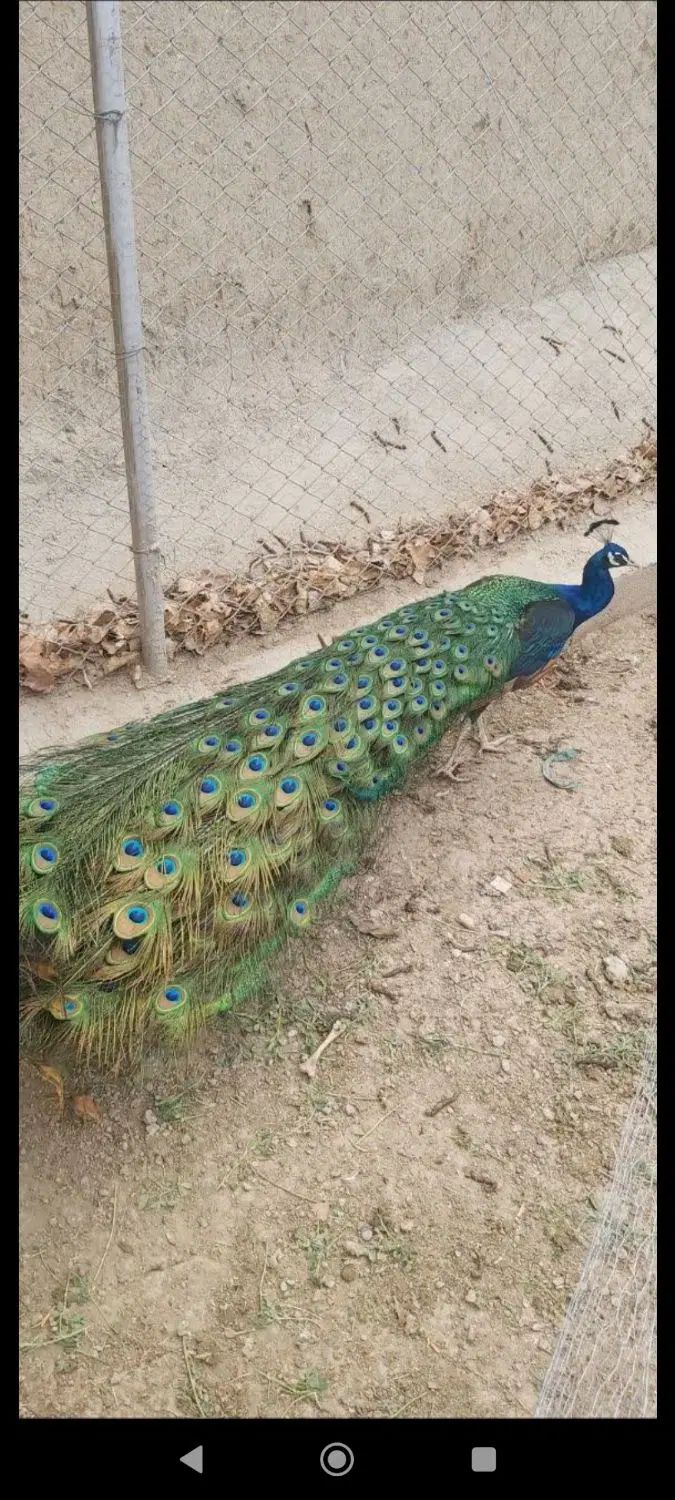 طاووس طاوس جوجه|پرنده|اصفهان, نصرآباد|دیوار