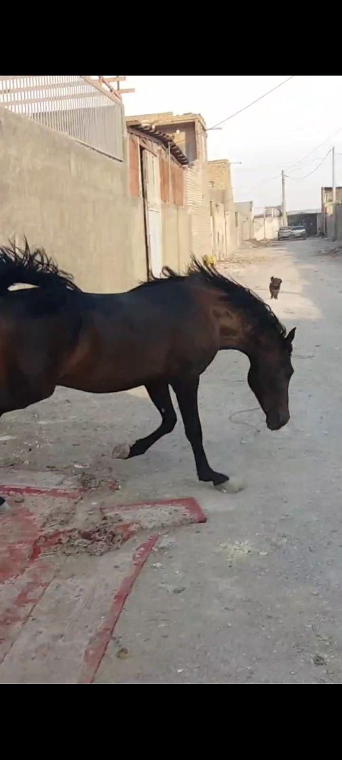 سراج کری نریون کرددوسر تاییدیه|اسب و تجهیزات اسبسواری|اصفهان, حصه جنوبی|دیوار