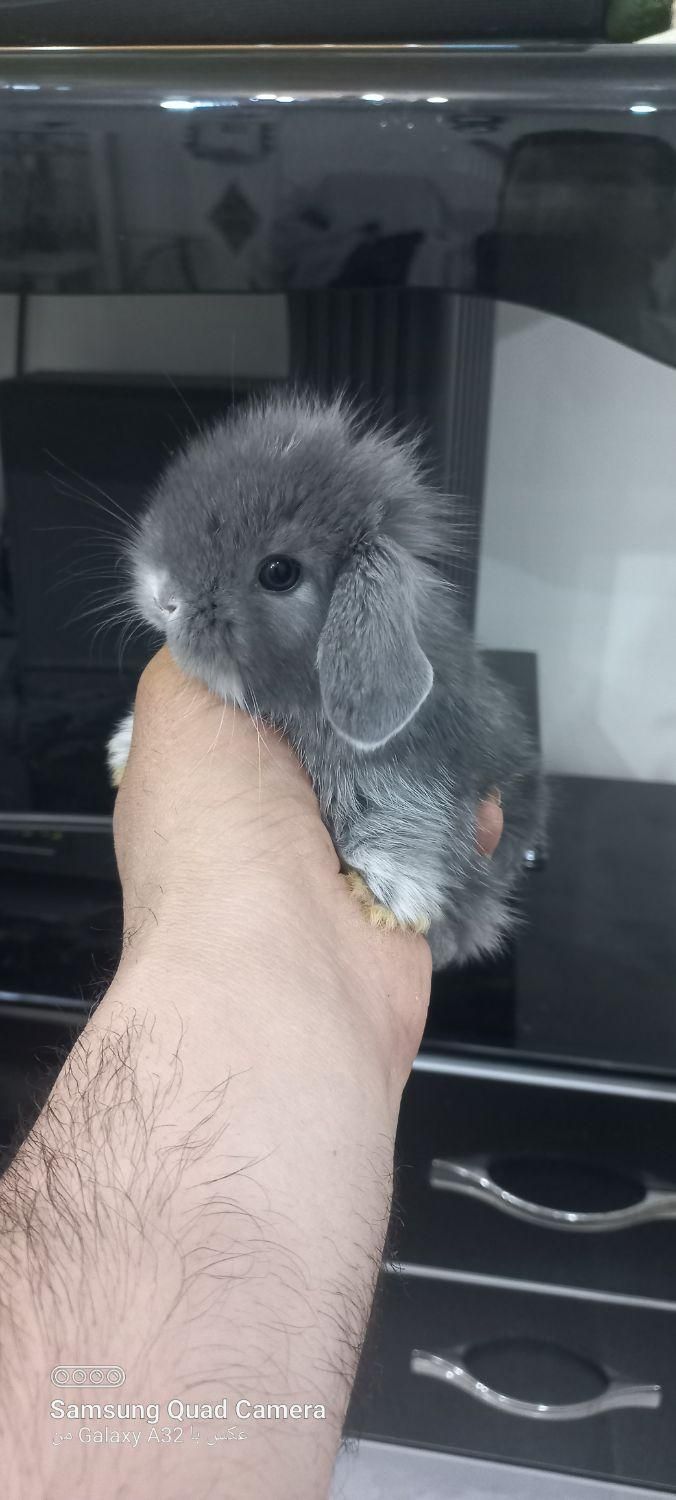 خرگوش لوپ چشم ابی.و خرگوش مینیاتوری|موش و خرگوش|تبریز, |دیوار