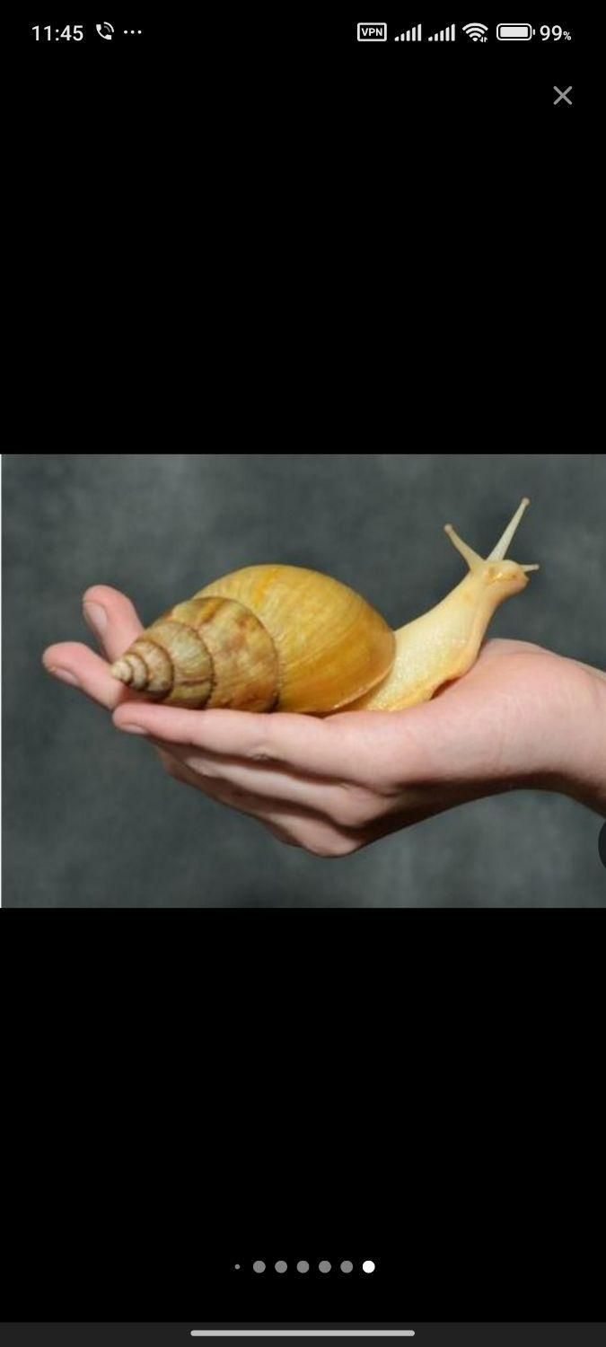 حلزون آلبینو نصف قیمت|خزنده|تبریز, |دیوار