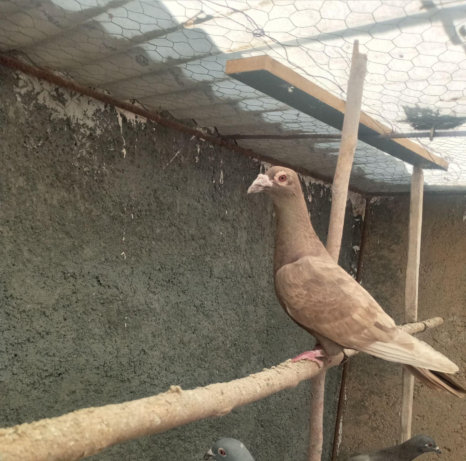 پلاکی سبز دوخط ۲۰۲۳   کورک نامه بر نر مس مس|پرنده|کرمانشاه, |دیوار