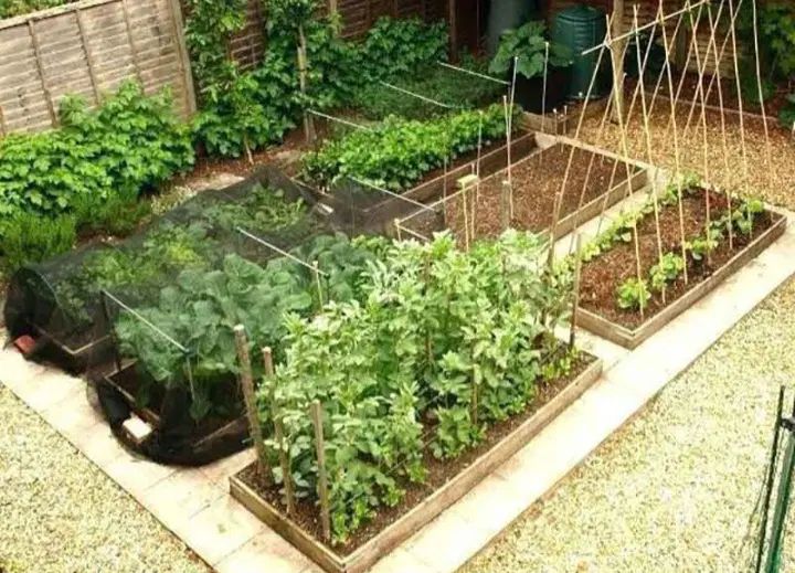 خدمات کشاورزی وباغبانی وگیاهان خانگی وگلخانه ای|خدمات باغبانی و درختکاری|کاشان, ۲۲ بهمن|دیوار
