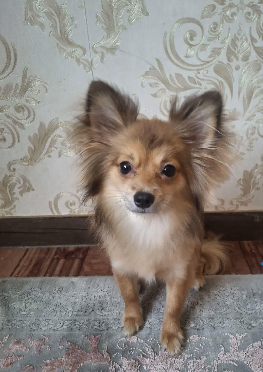 سگ پامر|سگ|گلبهار, شهر جدید گلبهار|دیوار