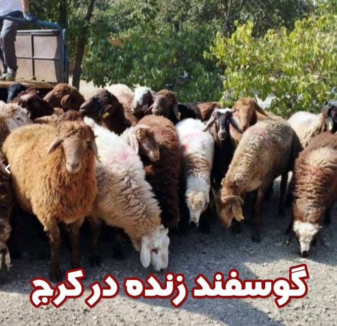 گوسفند زنده حاج بابا|حیوانات مزرعه|کرج, مصباح|دیوار