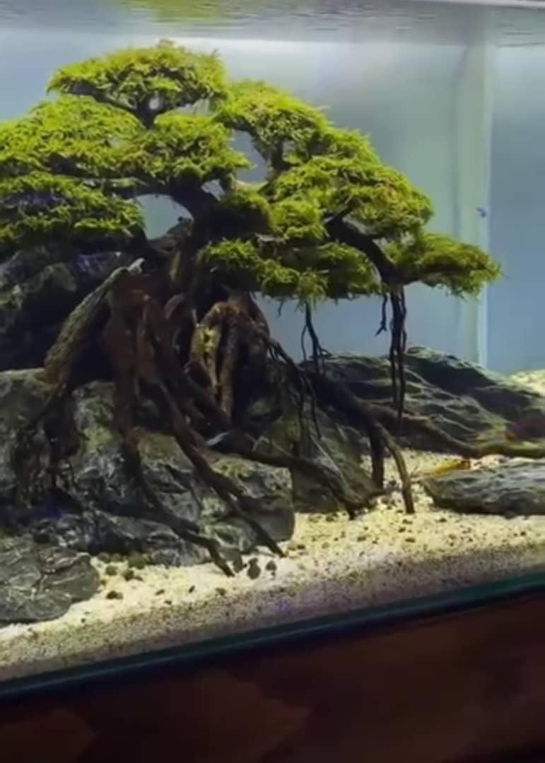 اکواریوم ماهی شاپ|ماهی|اسلامشهر, شهرک واوان|دیوار