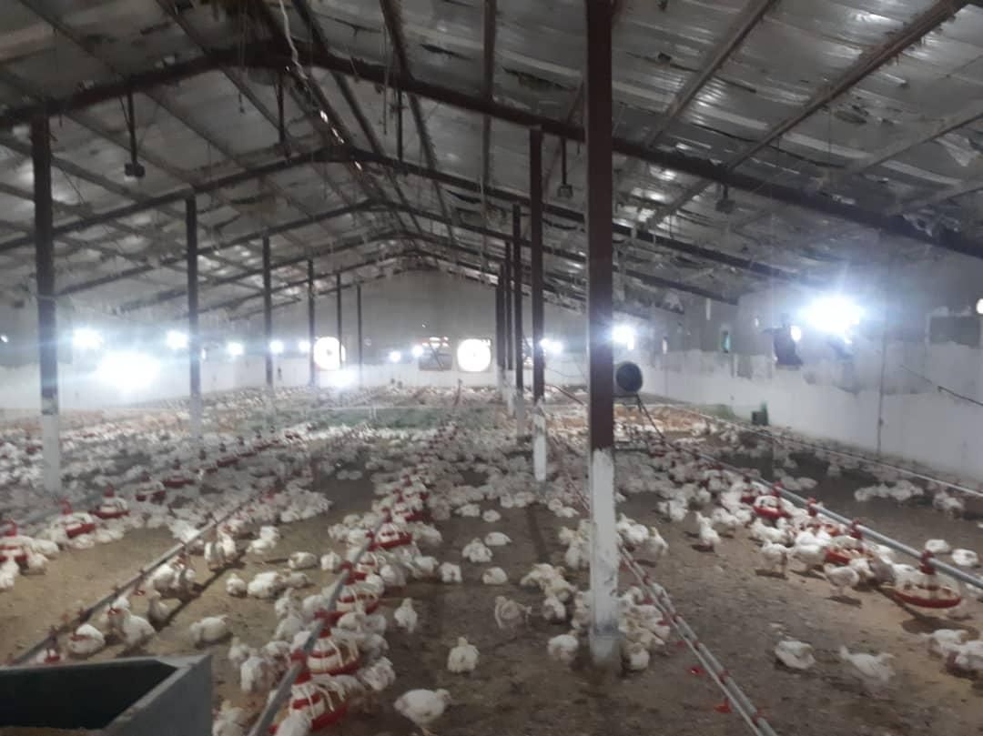 فروش مرغداری ۲۵هزار قطعه گیلان|فروش دفتر صنعتی، کشاورزی، تجاری|خمام, |دیوار