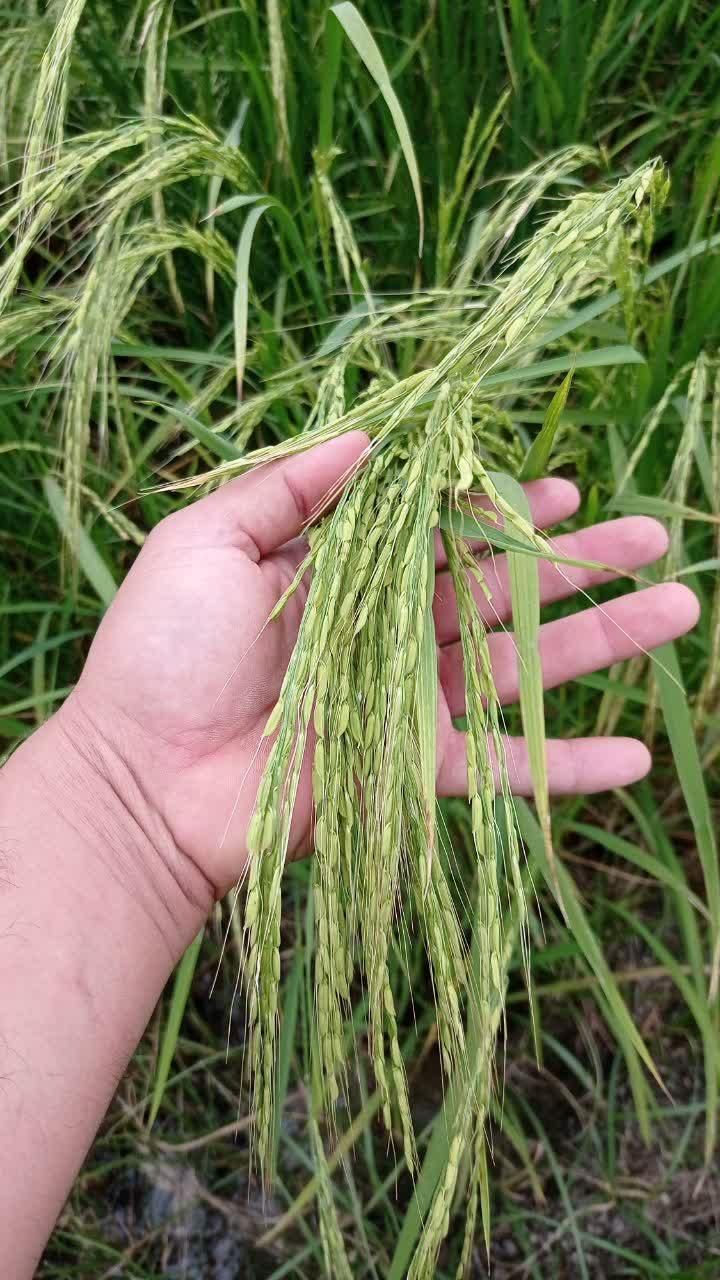 فروش زمین شالیزاری|فروش دفتر صنعتی، کشاورزی، تجاری|ساری, |دیوار