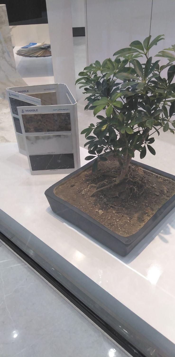 کابینت و اجرا صفر تا صد دکوراسیون منزل|مصالح و تجهیزات ساختمان|گلبهار, شهر جدید گلبهار|دیوار