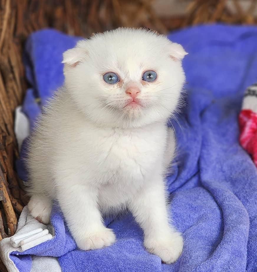 فروشگاه گربه ها ( پرشین / اسکاتیش /بریتیش) گوگولی|گربه|رشت, گلسار|دیوار