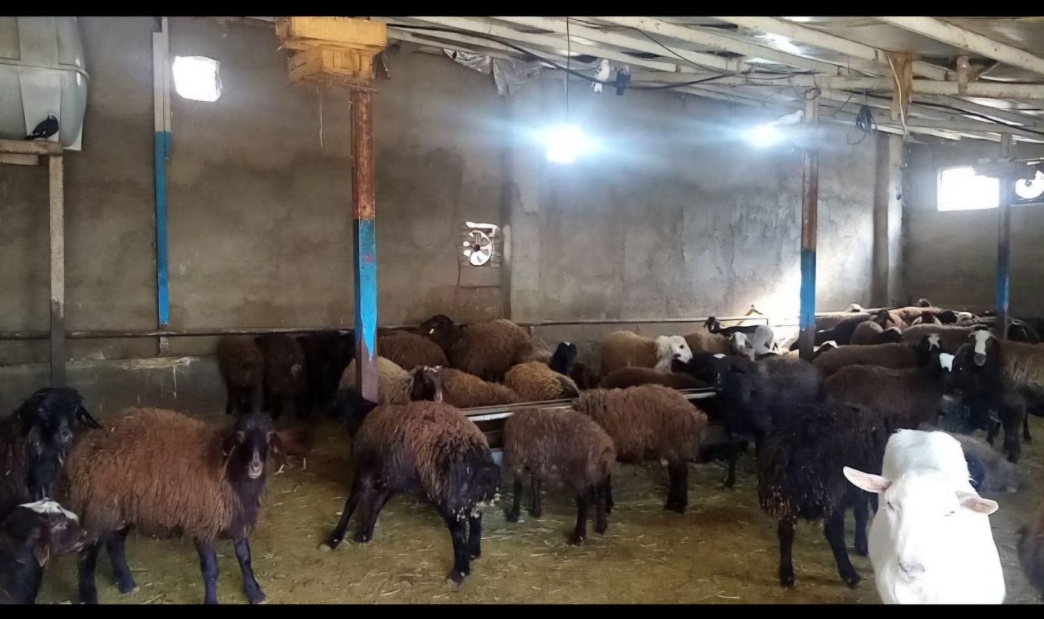 گوسفندزنده همراه با قصاب|حیوانات مزرعه|کرج, محمود آباد|دیوار