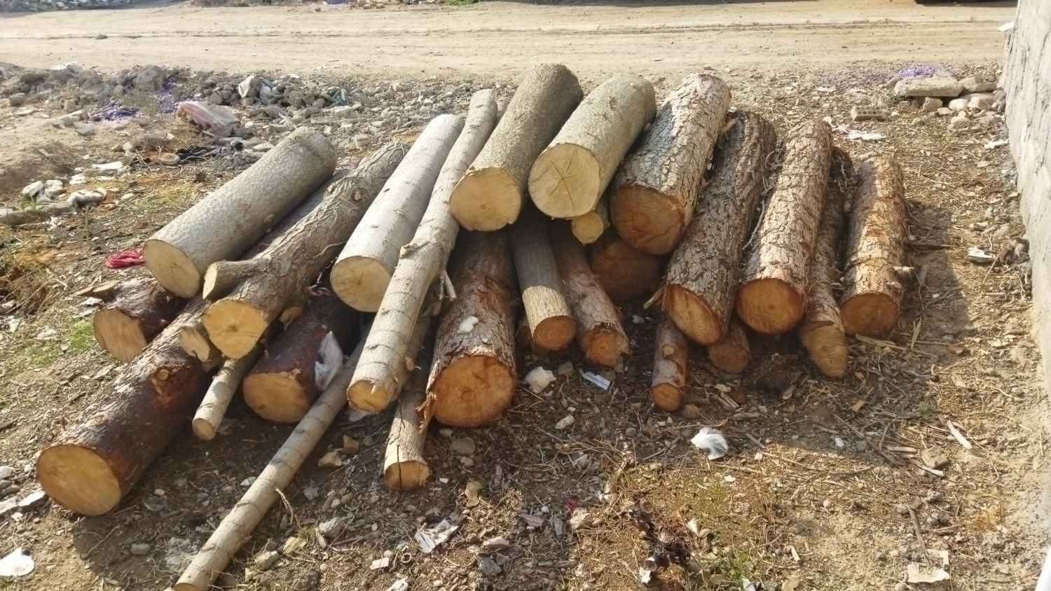 خریدچوب وقطع درخت توت عرعرکاج گردو|خدمات باغبانی و درختکاری|مشهد, رسالت|دیوار