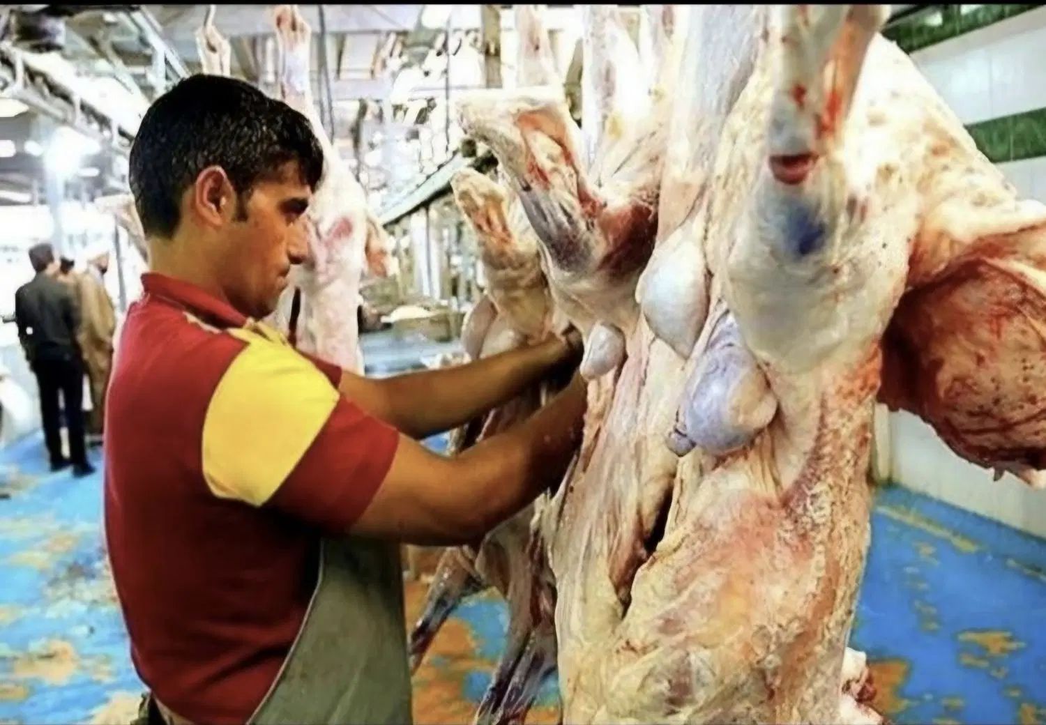 پخش گوسفند زنده همه روزه در کل طهران بدون تعطیلی|حیوانات مزرعه|تهران, بریانک|دیوار