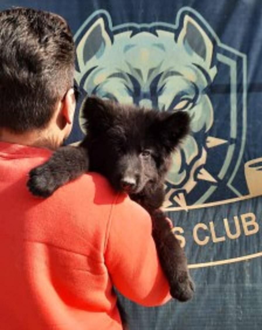 بلک ژرمن شپهرد پلیسی نر و ماده 65روزه اورجینال|سگ|تهران, سازمان آب|دیوار