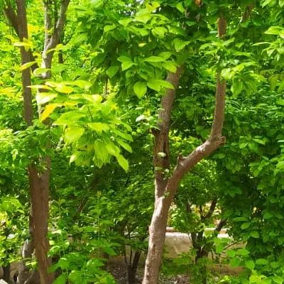 ۱۲۰۰متر باغویلا ۱۵۰ متر بنای قدیمی سند بکه شهریار|فروش خانه و ویلا|وحیدیه, |دیوار
