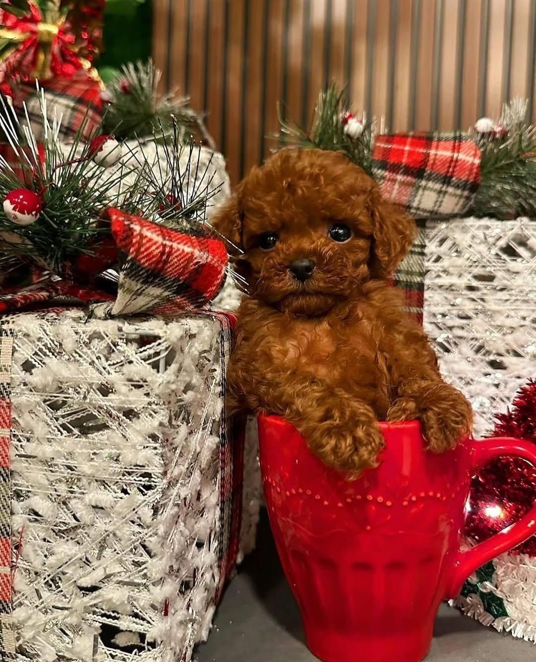 سگ توله تاینی توی پودل 65 روز وارداتی|سگ|تهران, سعادتآباد|دیوار