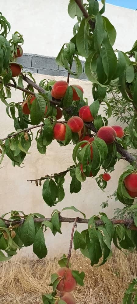 ویلا نقلی۴۰۰متر۶۰متربناسندتک برگ انشعابات دماوند|فروش خانه و ویلا|تهران, تهرانپارس جنوبی|دیوار