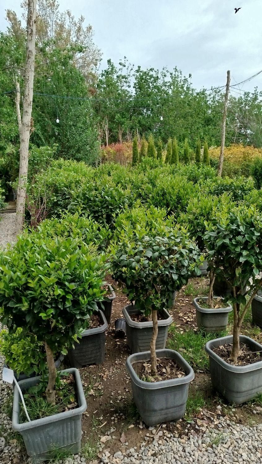 خدمات حرفهای باغبانی و فضای سبز در محیط شما|خدمات باغبانی و درختکاری|تهران, قلهک|دیوار