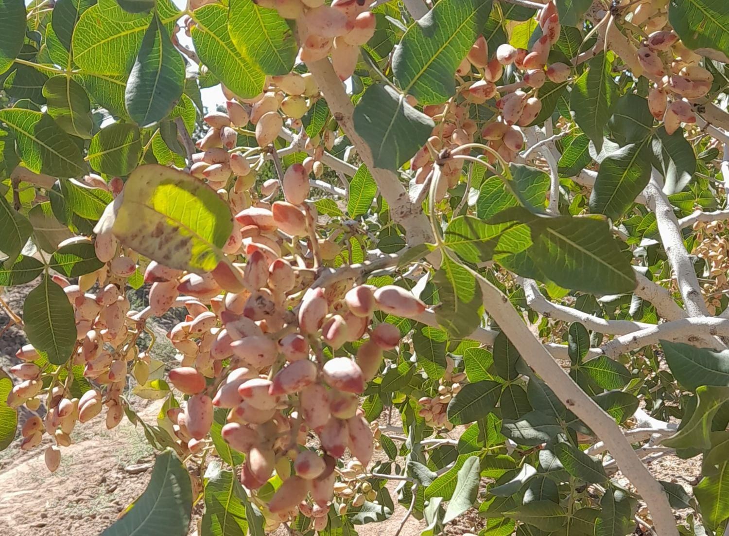 پیوند زنی درخت پسته|خدمات باغبانی و درختکاری|گناباد, |دیوار
