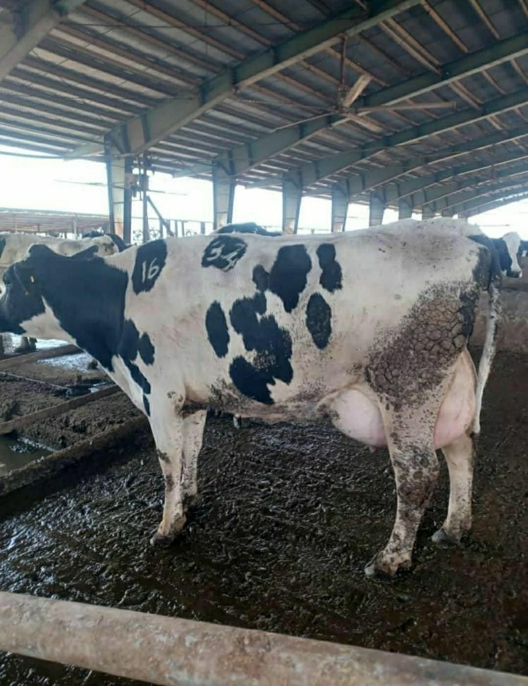 کره حیوانی کز دار|خوردنی و آشامیدنی|خرمآباد, |دیوار