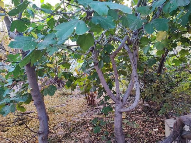 فروش خانه ویلایی ۲۲۲ متری در بهترین جای کهک|فروش خانه و ویلا|قم, آزادگان|دیوار