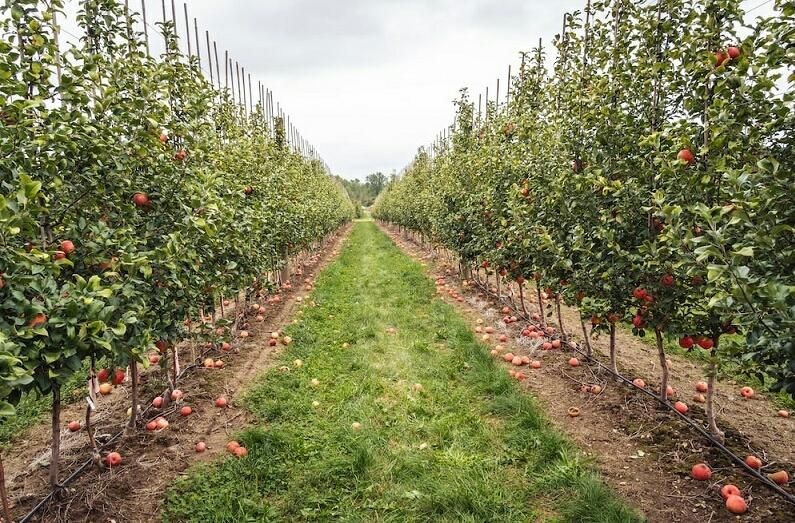 فروش باغ در بخش زاینده رود|فروش خانه و ویلا|فولادشهر, زاینده رود|دیوار