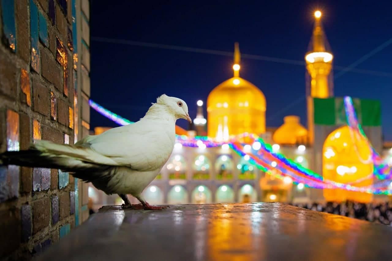 تور ریلی مشهد/تورمشهد|تور و چارتر|شیراز, ریشمک|دیوار