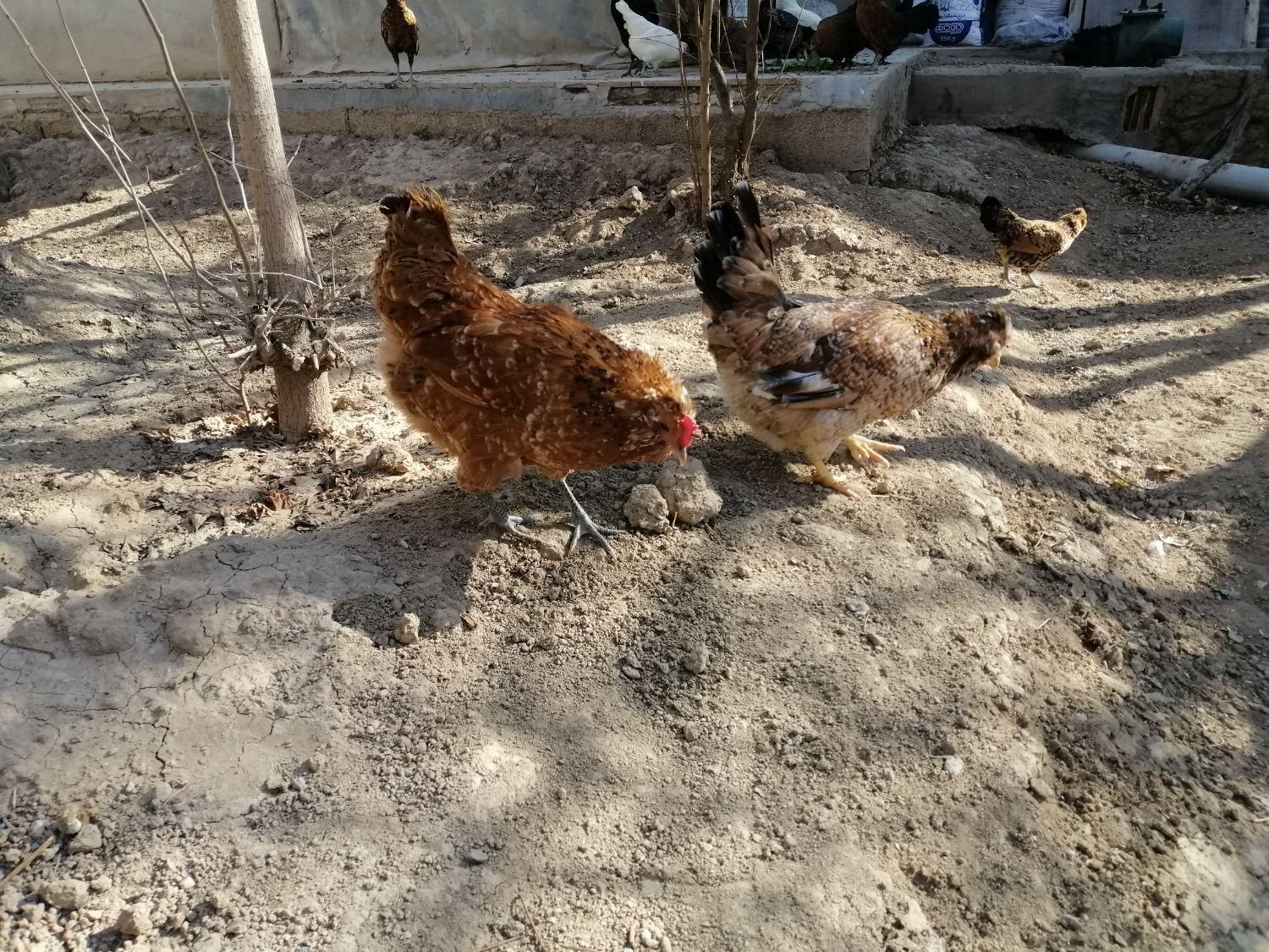 تخم مرغ نطفه دار گلین|حیوانات مزرعه|اصفهان, ملکشهر|دیوار