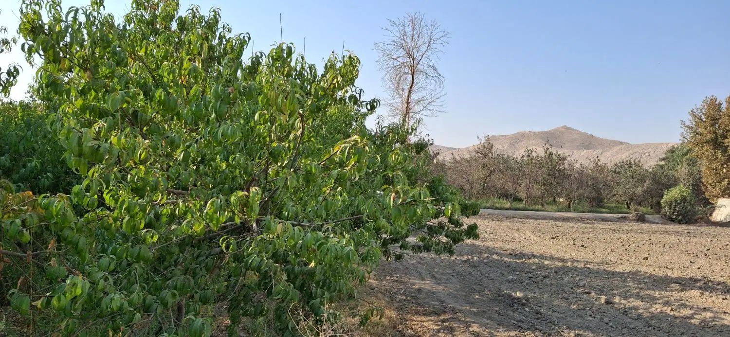 ۱۰۰۰ متر باغ در منطقه پیربکران نقدی یا معاوضه|فروش زمین و ملک کلنگی|اصفهان, شفق|دیوار