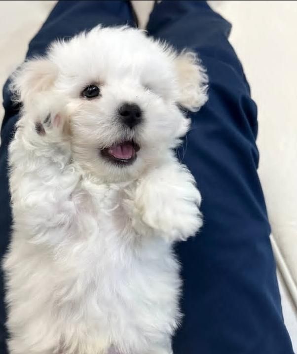 توله سگ لهاساپسو تبتی|سگ|تهران, جنتآباد جنوبی|دیوار