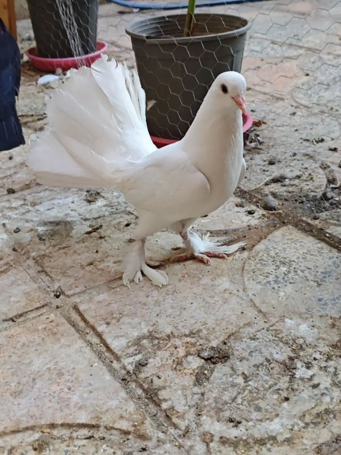 کبوتر دم چتری با جوجه|پرنده|اصفهان, باغ فردوس|دیوار