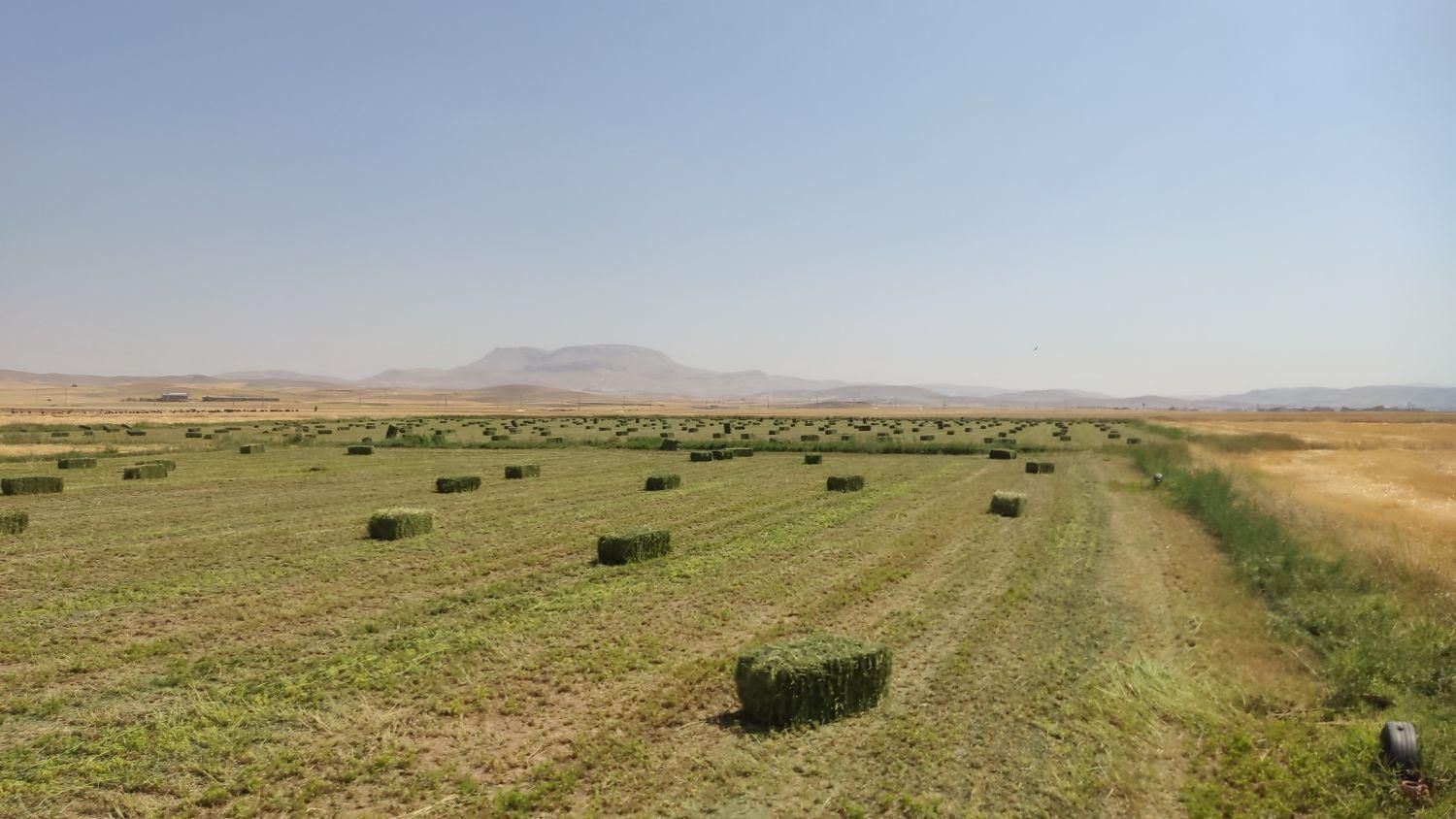 یونجه|لوازم جانبی حیوانات|سنقر, |دیوار