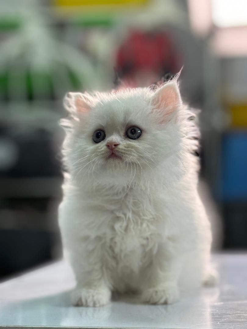 مجموعه گربههای فسقلی ( کانال میوهاپ )|گربه|خرمآباد, |دیوار