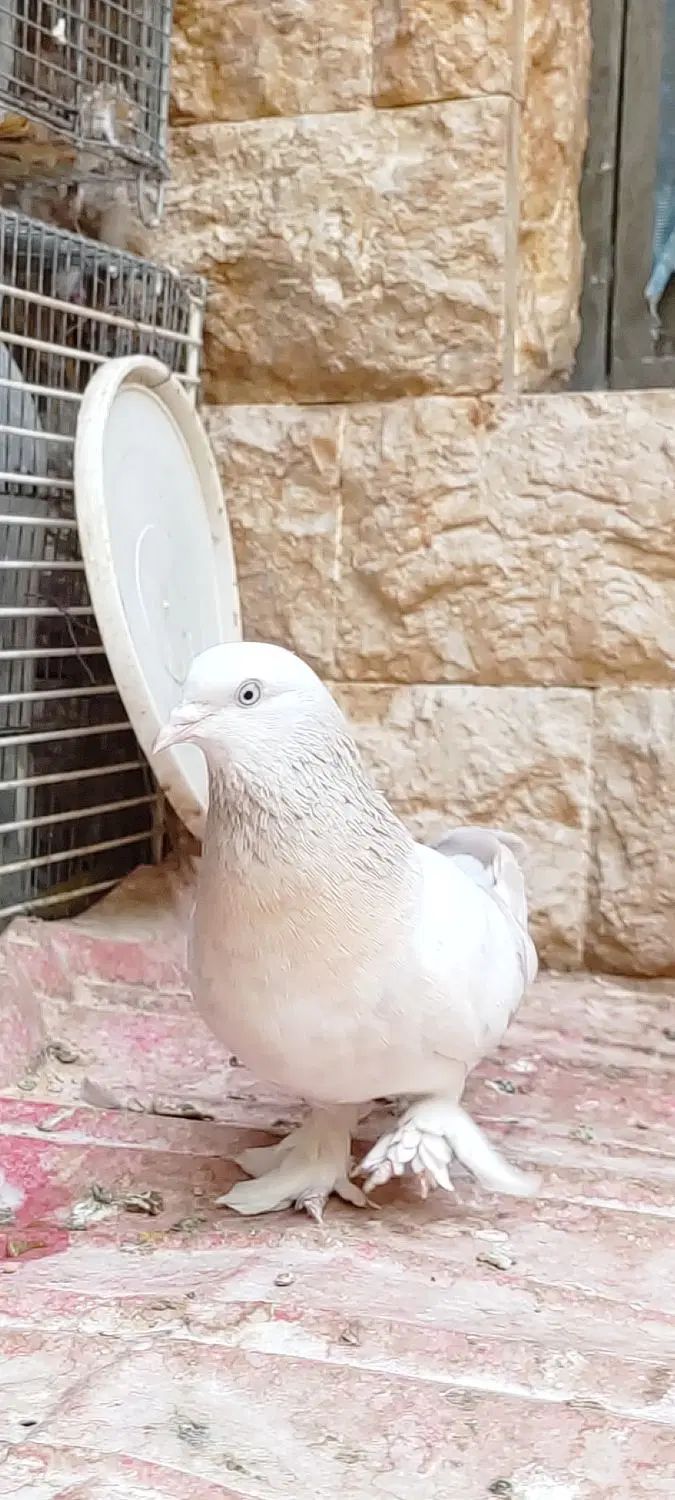 کفتر ترکیه ای  زیره ای جفتی  و سوسنی ترنج ماده|پرنده|شیراز, رکن‌آباد|دیوار