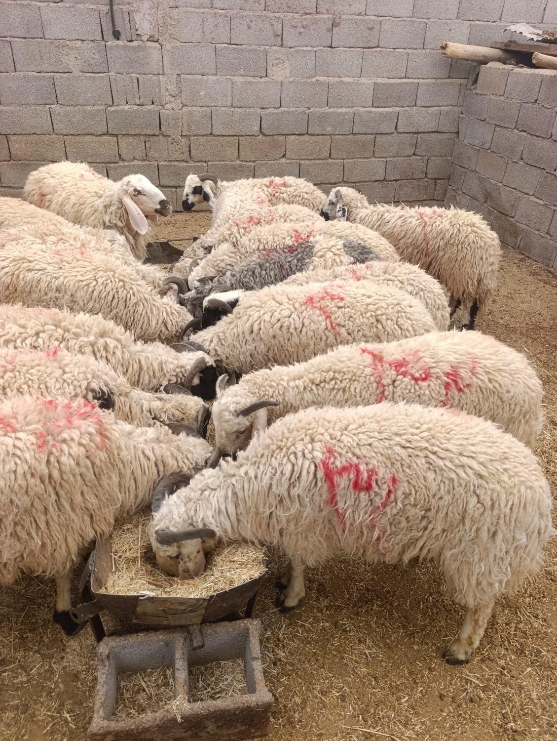 بره کره چاق|حیوانات مزرعه|کرمان, |دیوار