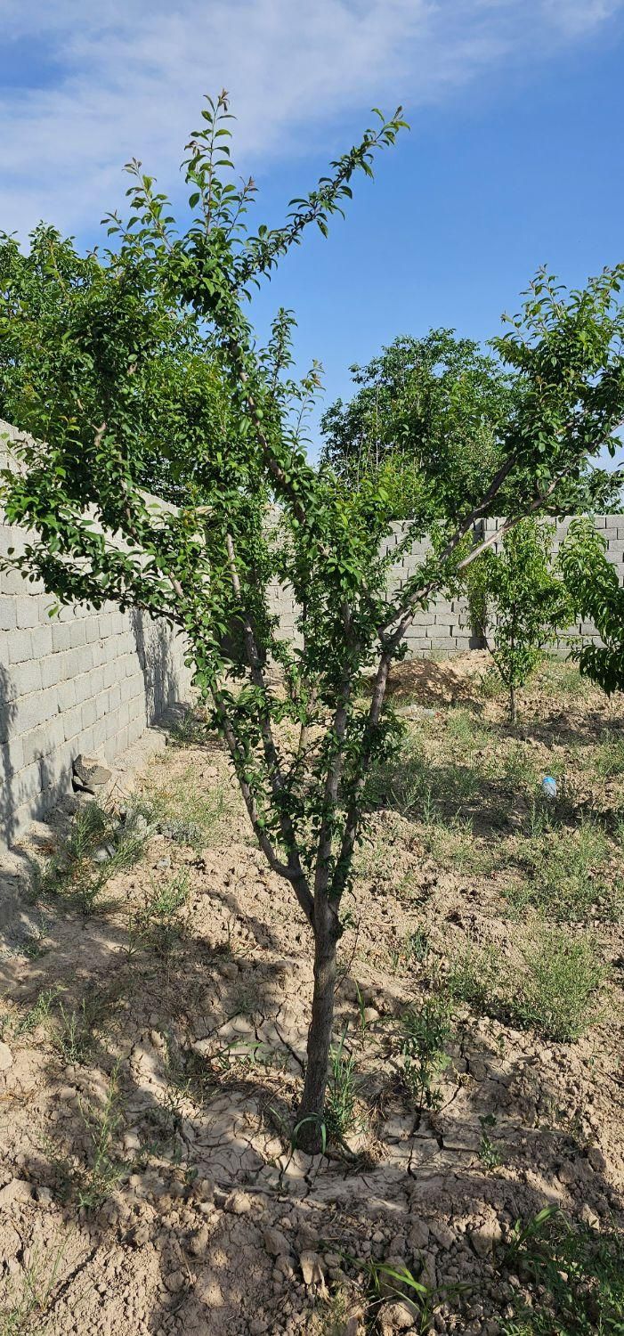 فروش ۶۵۰ متری در شهرک آپادانا|فروش دفتر صنعتی، کشاورزی، تجاری|تهران, شهرک آپادانا|دیوار