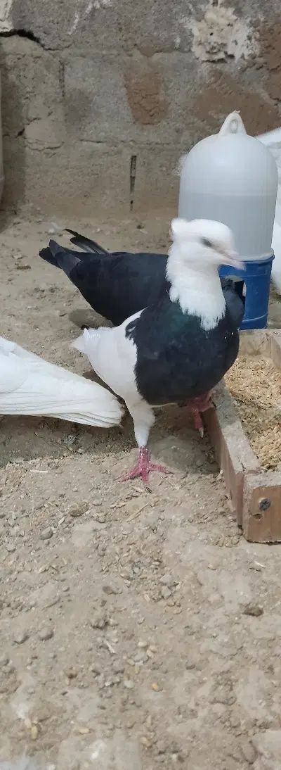 طوق سیاه ماده ب شرط همچی معاوضه با طوقی نر|پرنده|مسجد سلیمان, |دیوار