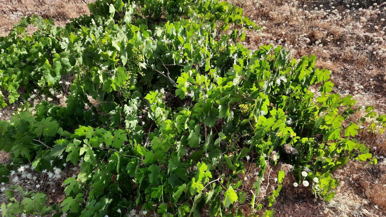 فروش زمین باغ ۱۰۰۰ متری در دارالرحمه|فروش زمین و ملک کلنگی|شیراز, دارالرحمه|دیوار