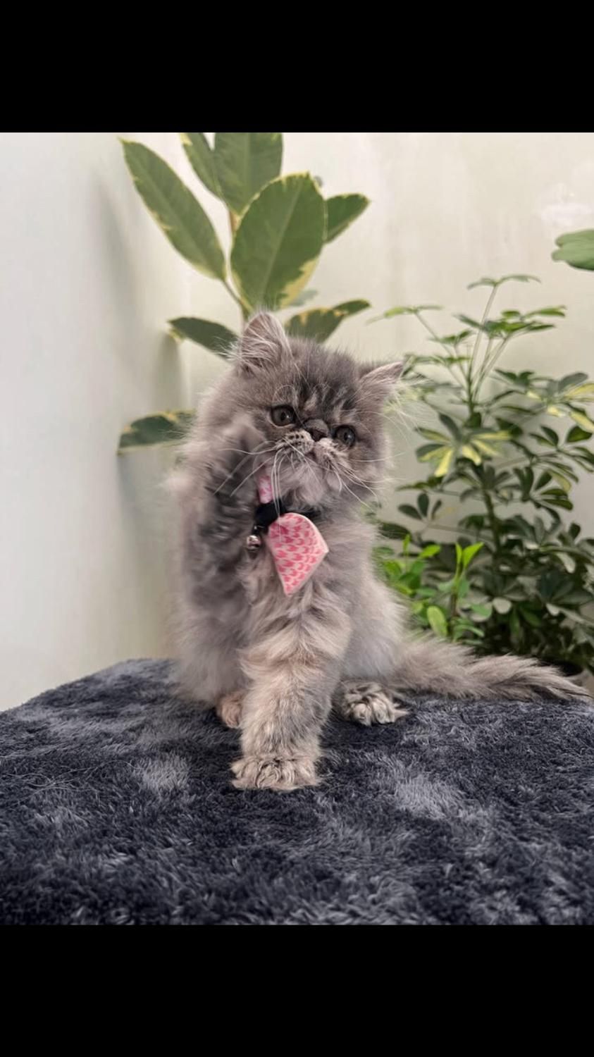 گربه|گربه|مهاباد (آذربایجان غربی), |دیوار