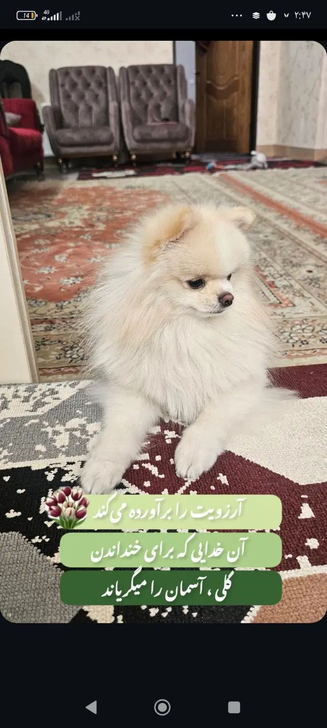 سگ پامر نر ۱ سال نیم|سگ|اصفهان, خواجو|دیوار