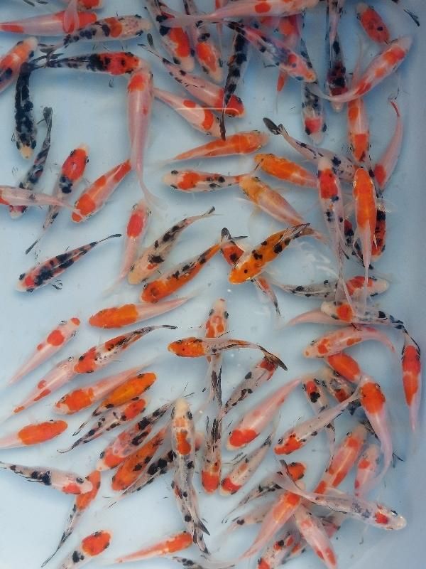 ماهی کوی نژاد|ماهی|قم, هفت تیر|دیوار