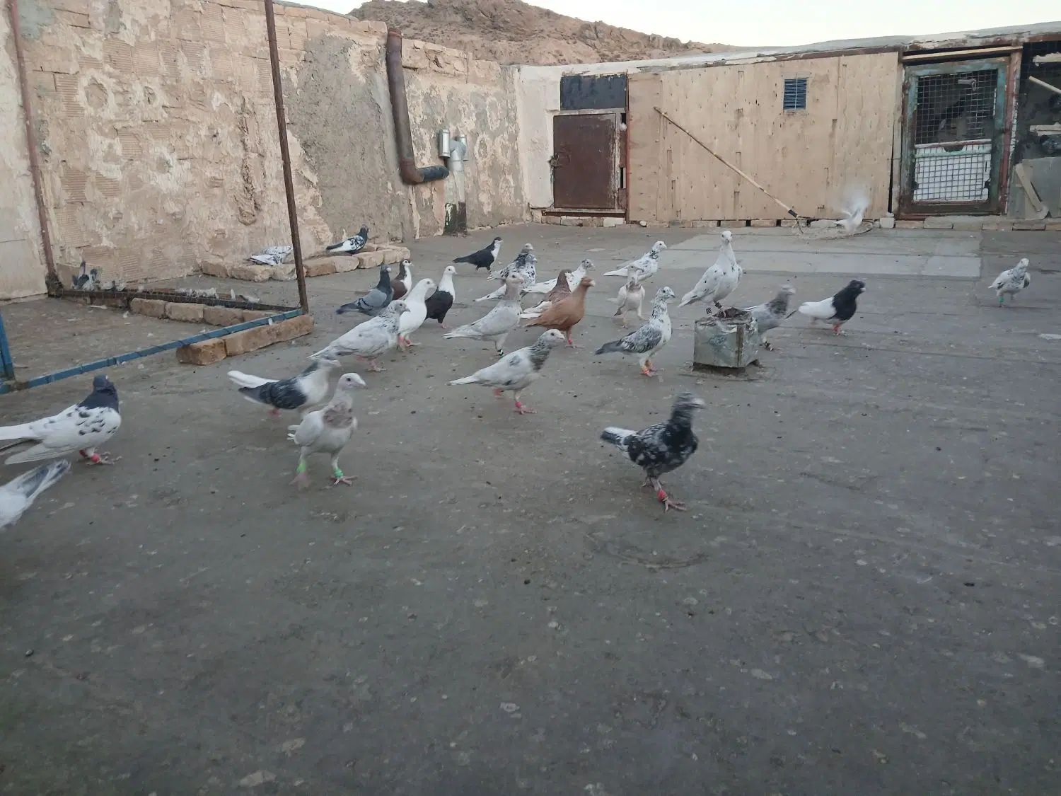 کبوتر کفتر پرشی|پرنده|مشهد, ملک‌آباد|دیوار