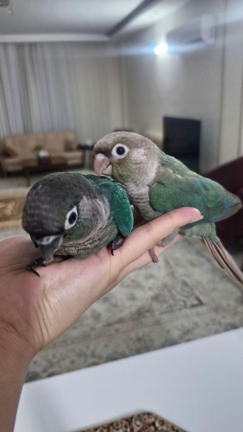 طوطی گرینچیک|پرنده|مشهد, جانباز|دیوار