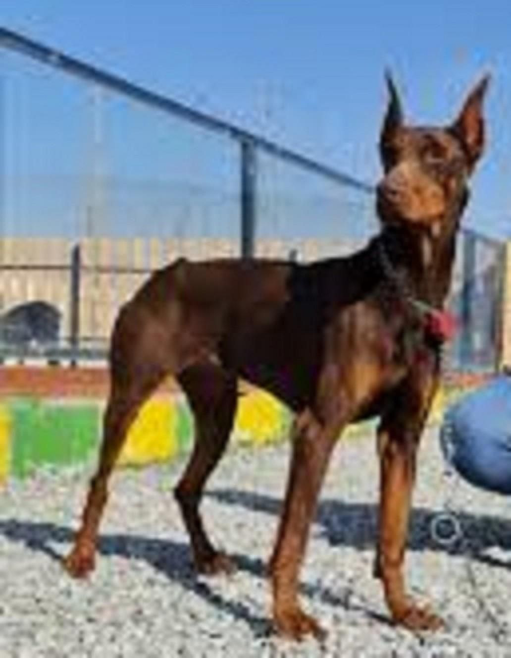 سگ محافظ همه چی تموم دوبرمن نگهبان شجاع|سگ|تهران, دربند|دیوار