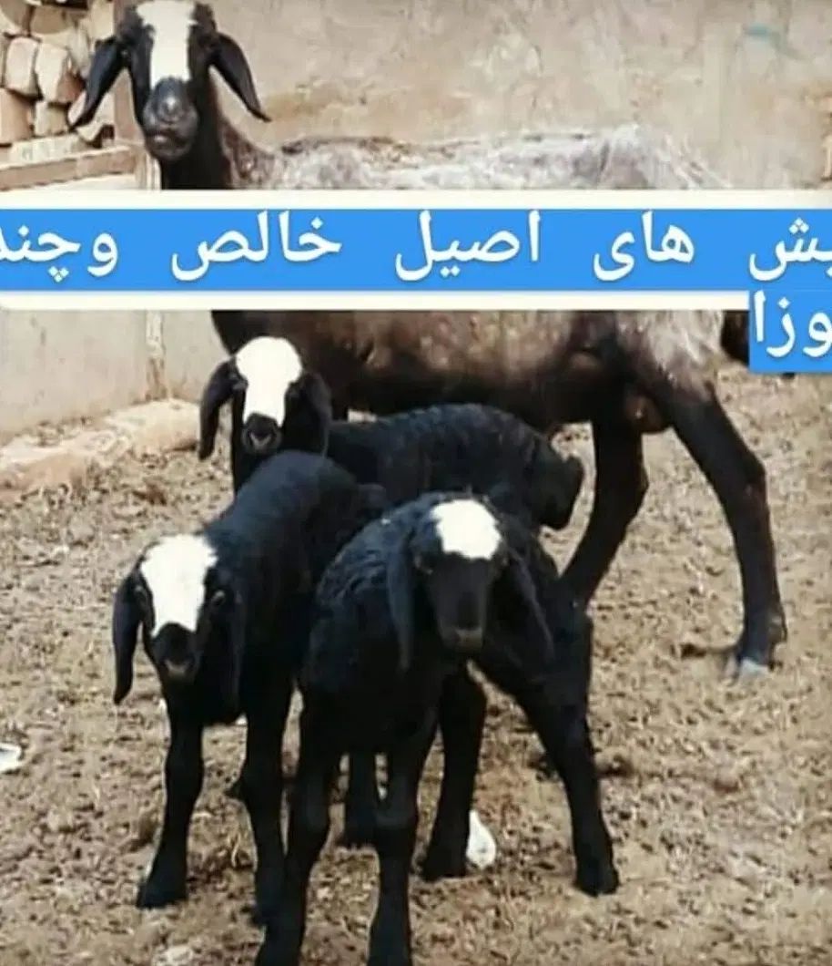 گَلـه گوسفند ابستــن و دوقلـو بره دار|حیوانات مزرعه|میبد, |دیوار