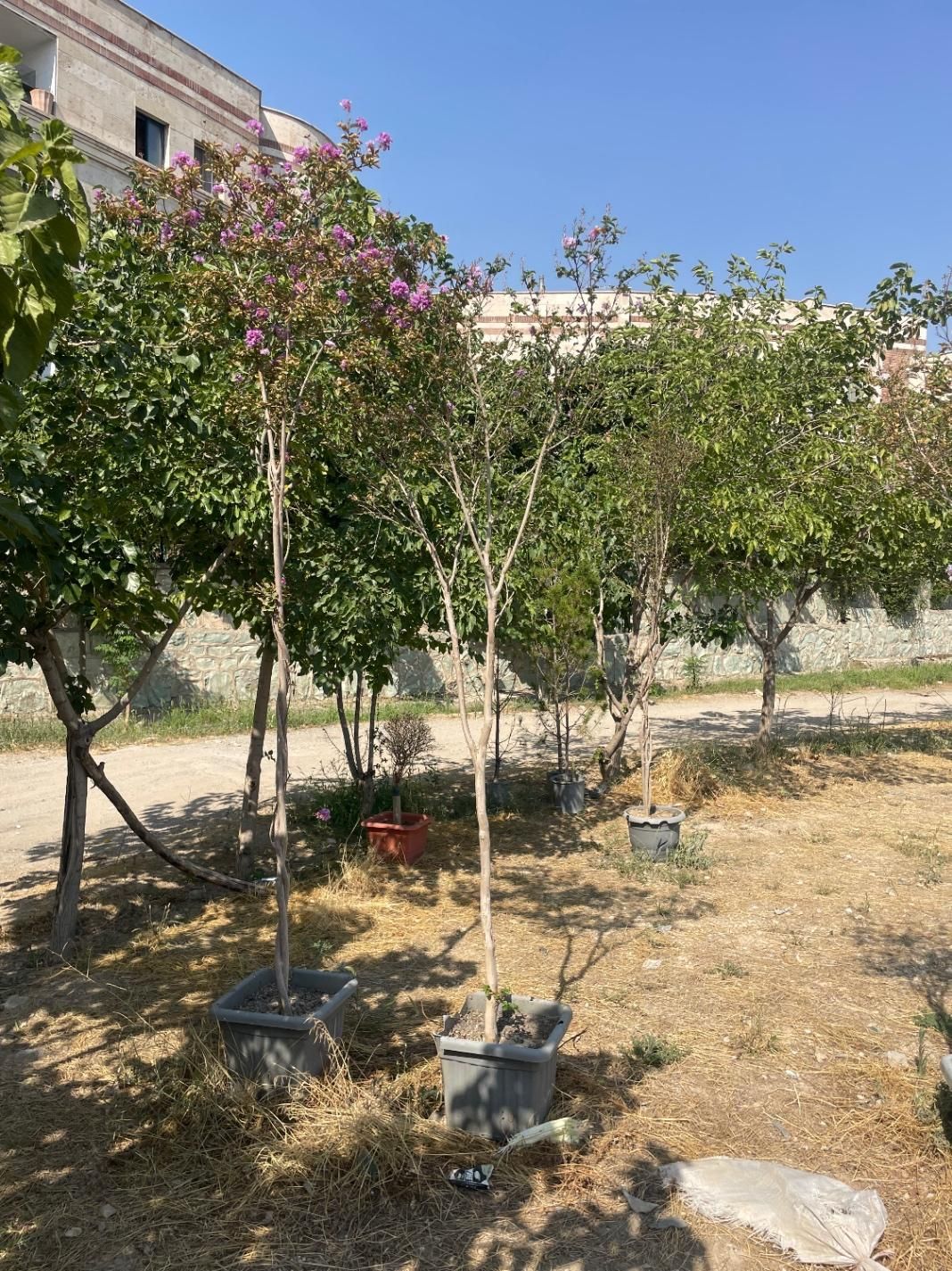 درخت توری|گل و گیاه طبیعی|تهران, مجیدآباد|دیوار
