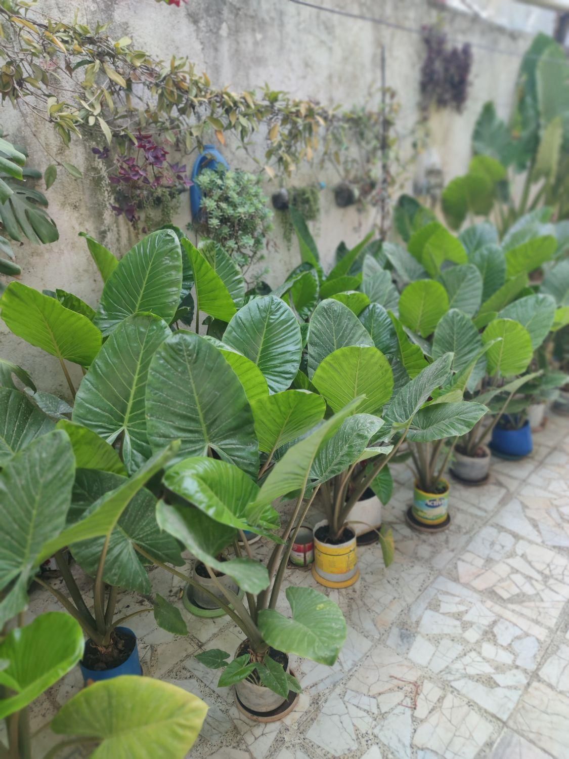 فروش گل بابا آدم به صورت تک و عمده به قیمت عمده|گل و گیاه طبیعی|بابل, |دیوار