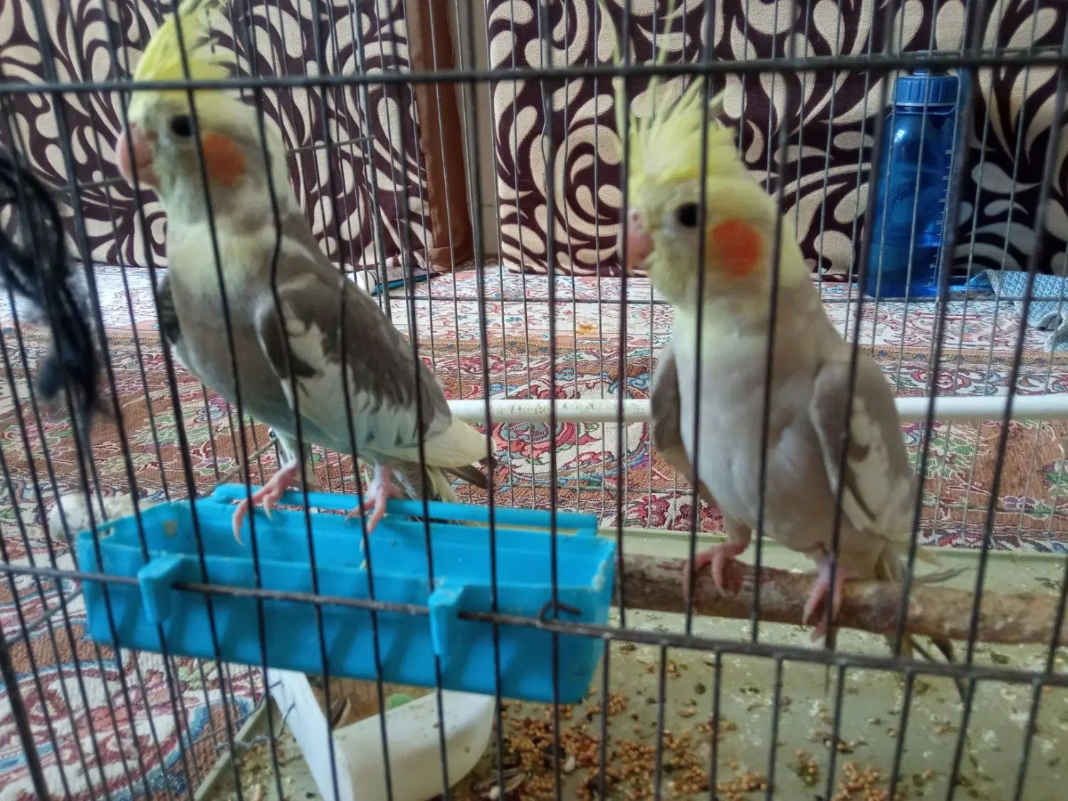 عروس هلندی|پرنده|اصفهان, همت‌آباد|دیوار