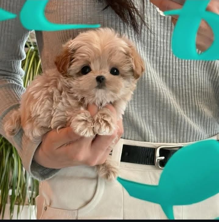 سگ گوگولی اپارتمانی جیبی|سگ|تهران, جنتآباد جنوبی|دیوار