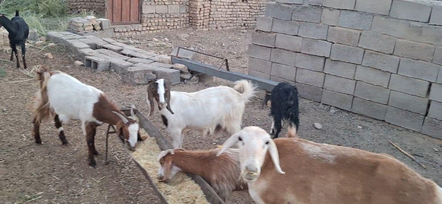 ۲۸ راس کولار|حیوانات مزرعه|گناباد, |دیوار