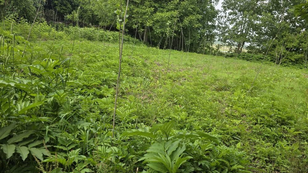 فروش زمین قابل ساخت و ساز (۲پلاک)|فروش زمین و ملک کلنگی|لشت نشا, |دیوار